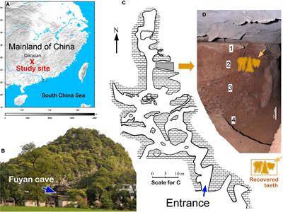 Diet of the earliest modern humans in East Asia